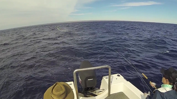 Video: Billfish teasing & hookups